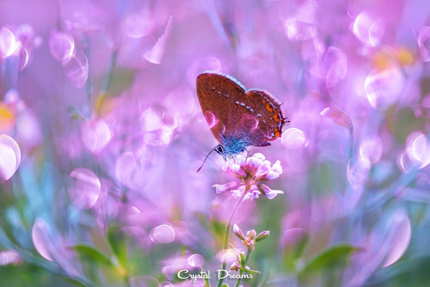 crystal dreams, macro, summer, color, art, nature, butterfly, Татьяна Крылова