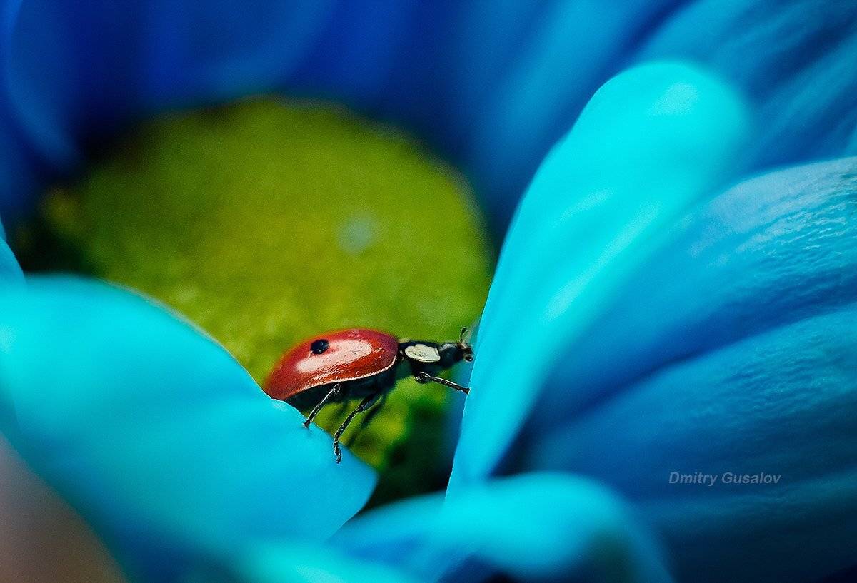 макро, природа, весна, макросъёмка, макрофотография, растение, цветы, жизнь, макромир, Дмитрий Гусалов