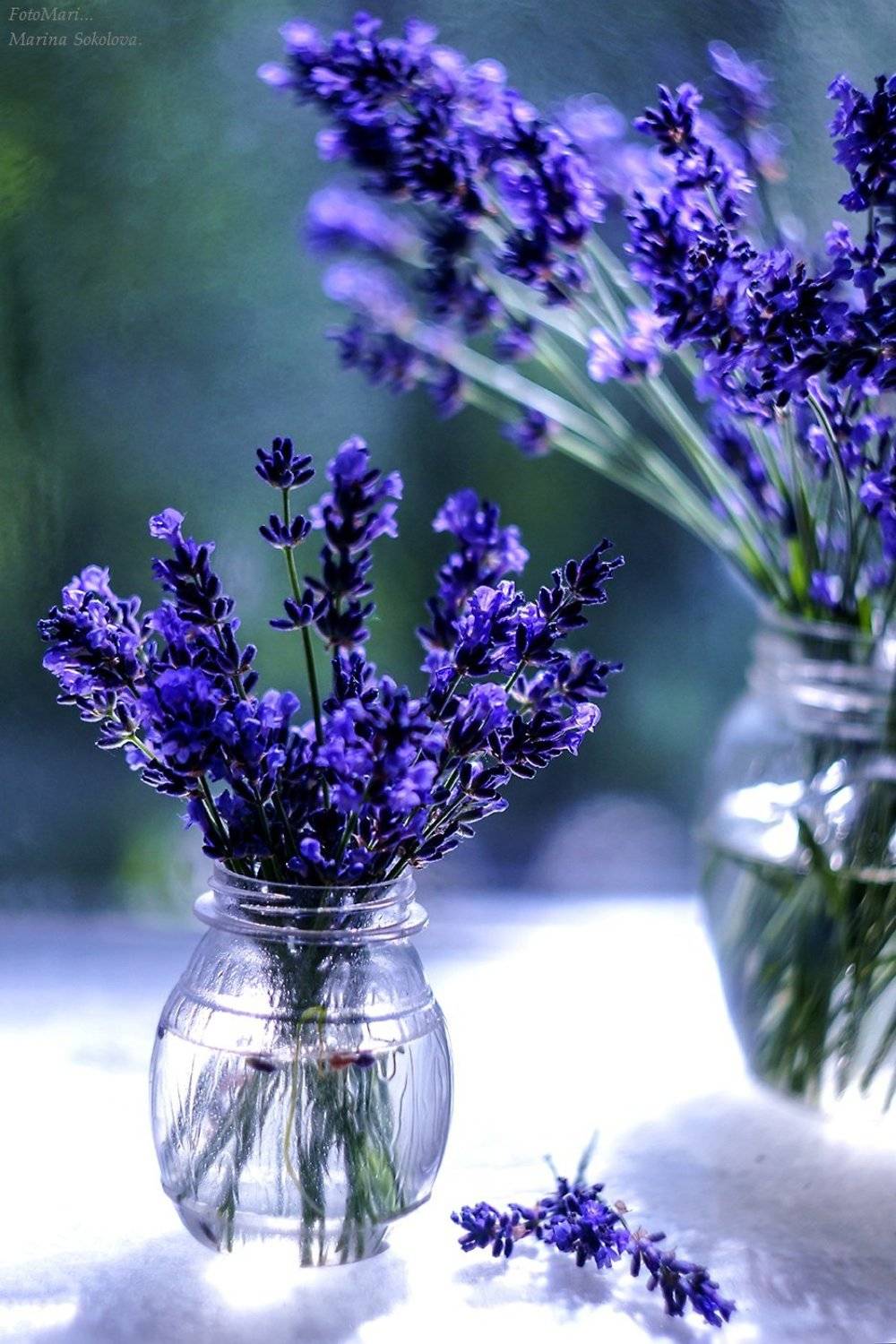 , Марина Соколова