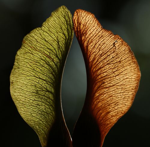 Влюблённая пара.