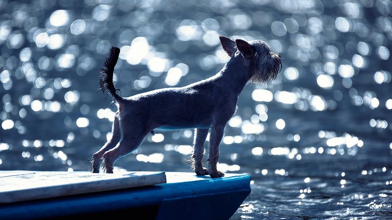 Морской волк. Начало. фото превью