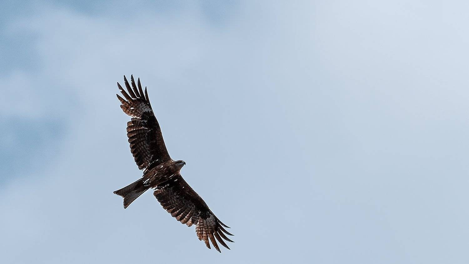 , Сергей Скоробогатов