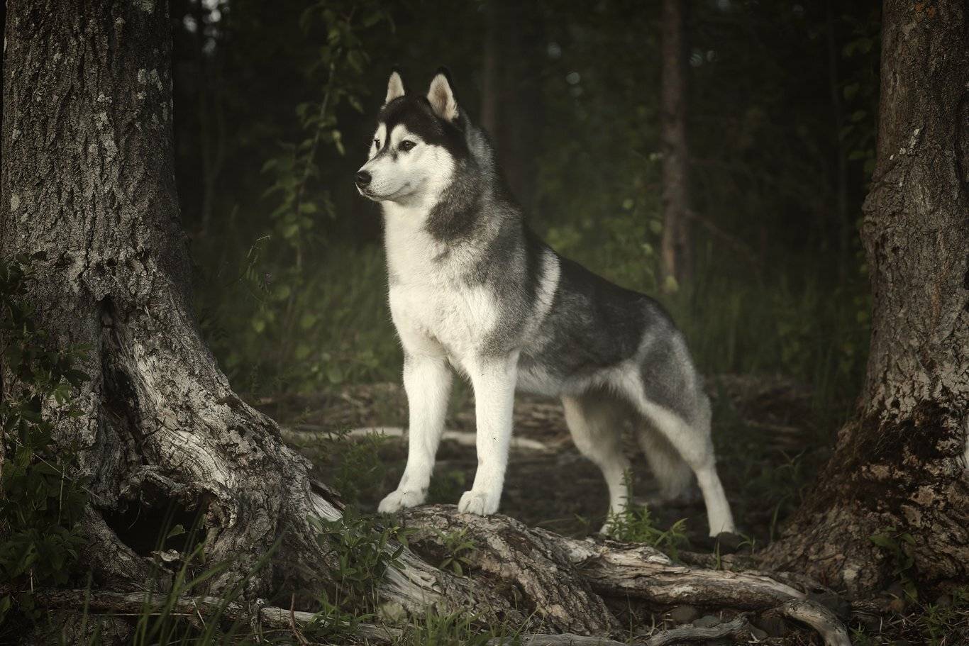 , Андрей Ершов