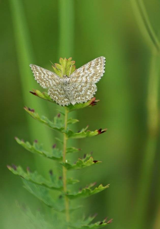 , Чепленко Алексей