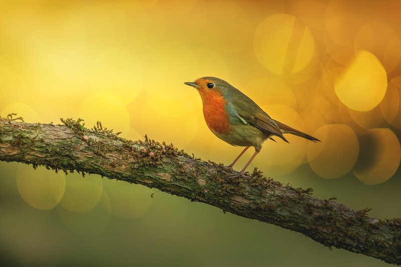 . фото превью