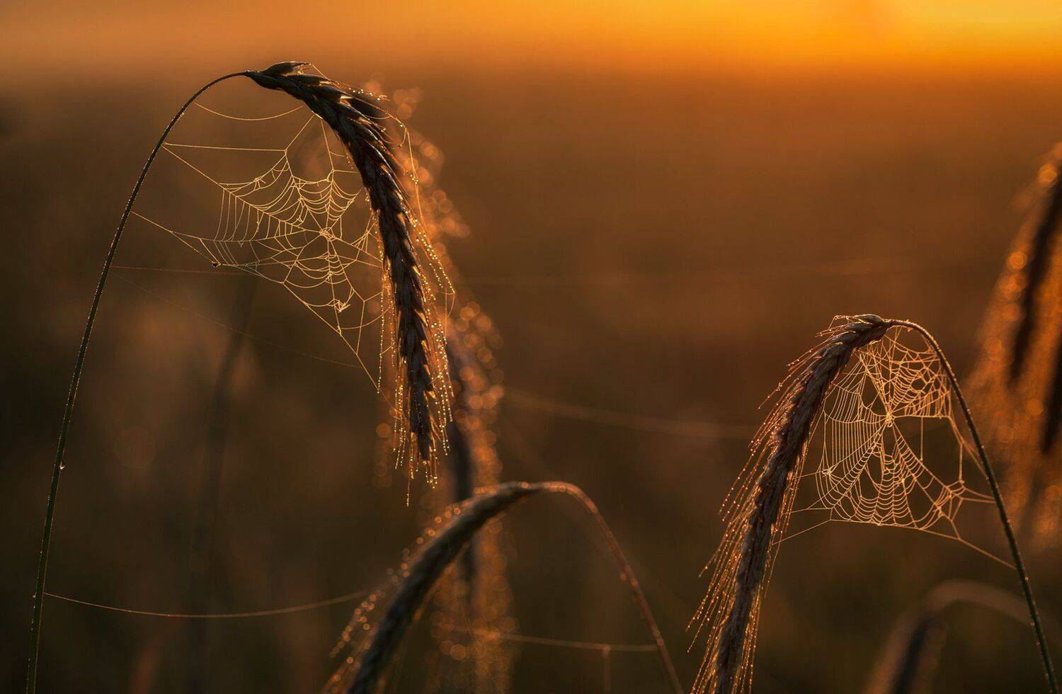 , Юрий Юрьев