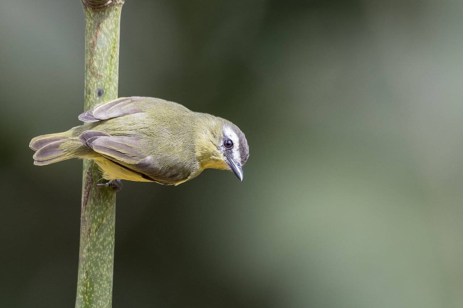 , Fernando Burgalin Sequeira