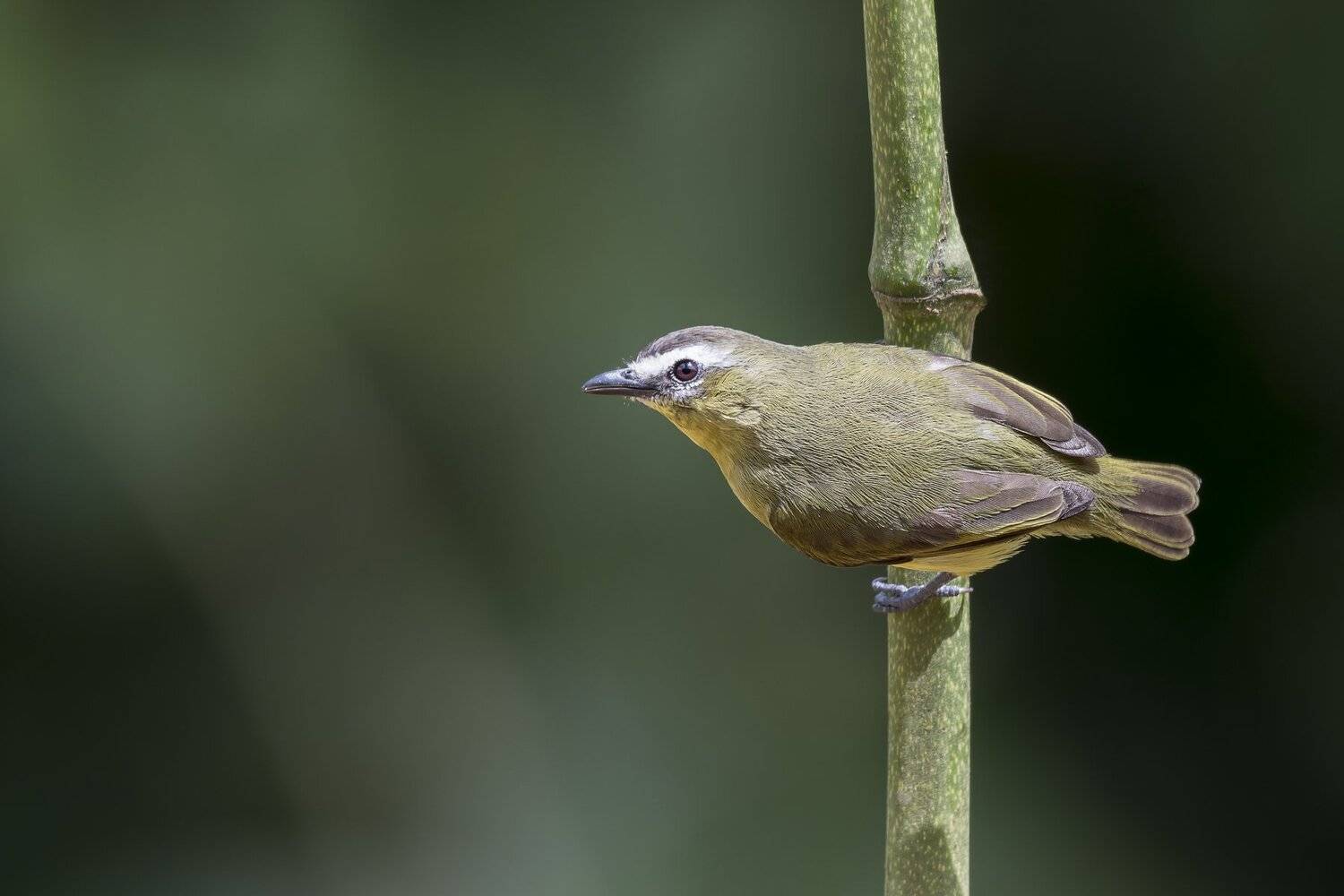 , Fernando Burgalin Sequeira