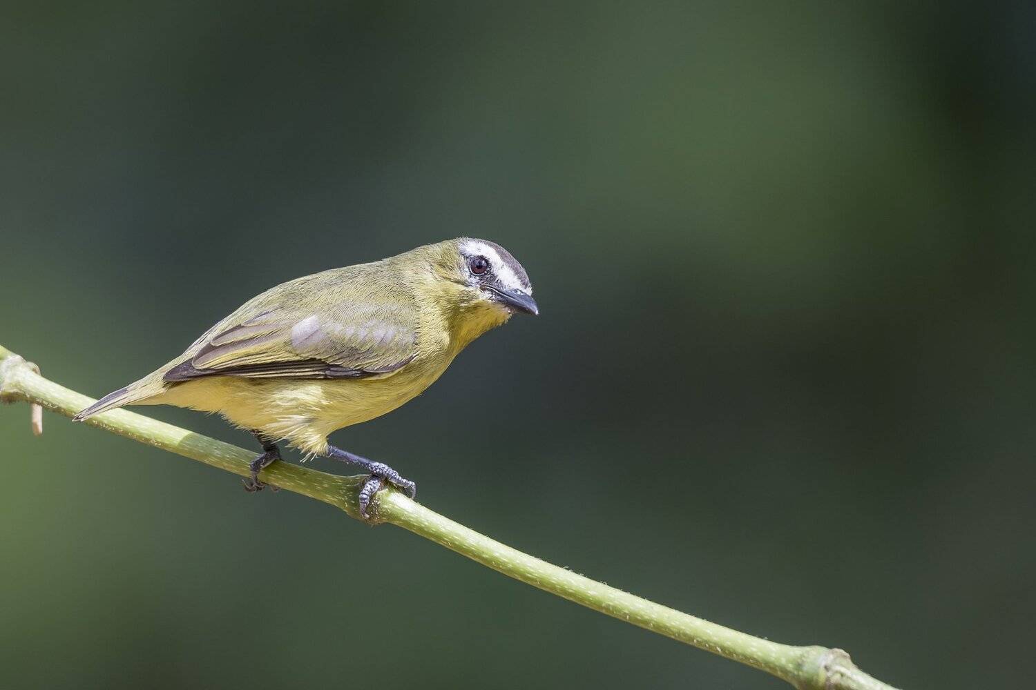 , Fernando Burgalin Sequeira