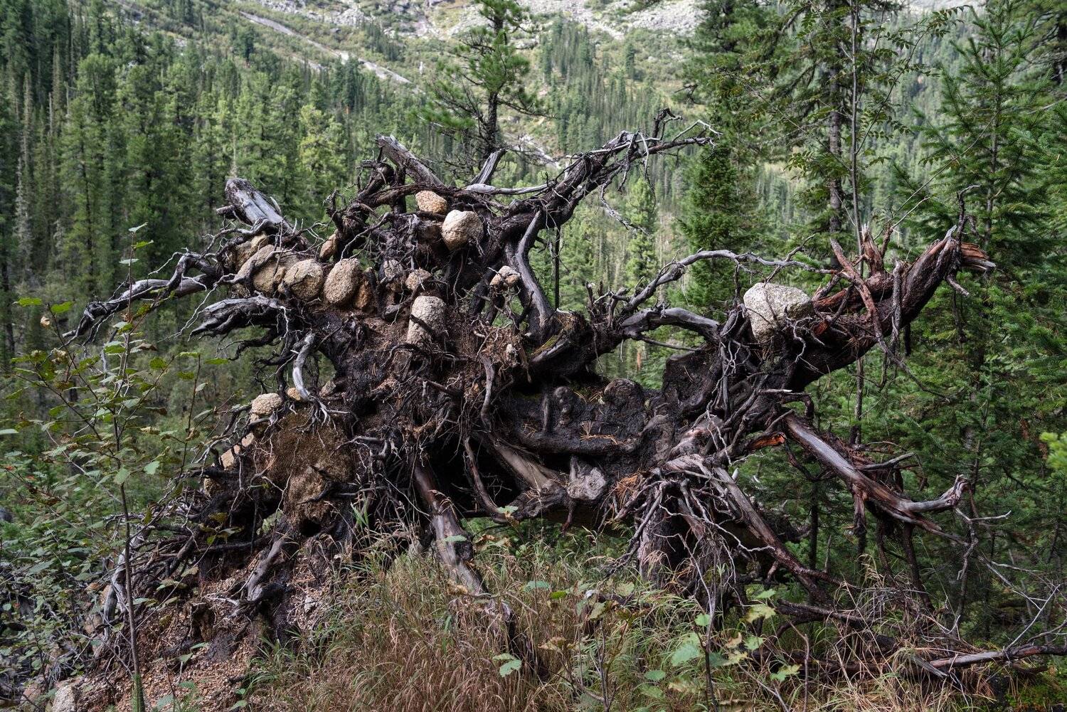 горы, сибирь, саяны, западный саян, ергаки, ник васильев, дерево, кедр, корни, mountains, siberia, sayan, ergaki, tree, cedar, roots, Николай Васильев