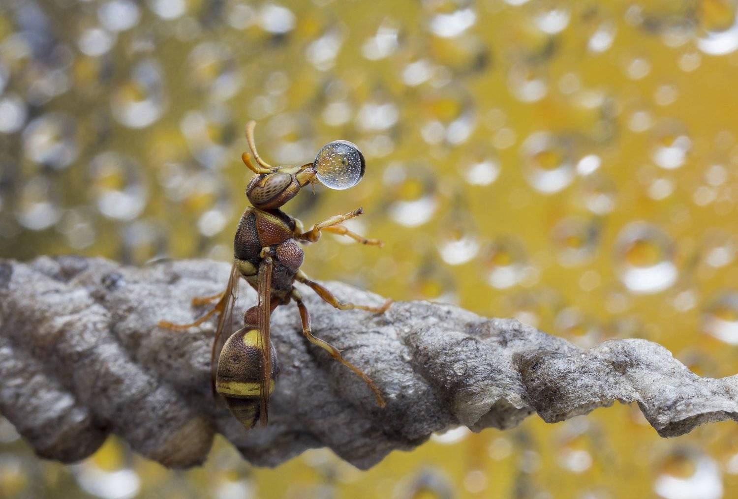 #macro#wasp#waterbubble#reflection#colors, Choo How Lim