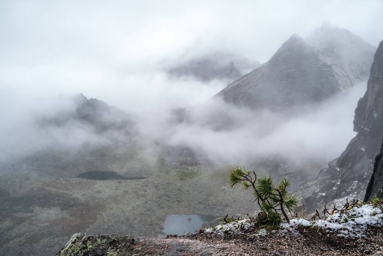 горы, россия, сибирь, саяны, западный саян, ергаки, путешествие, поход, приключения, ник васильев, туман, дерево, кедр,снег, туман, Николай Васильев