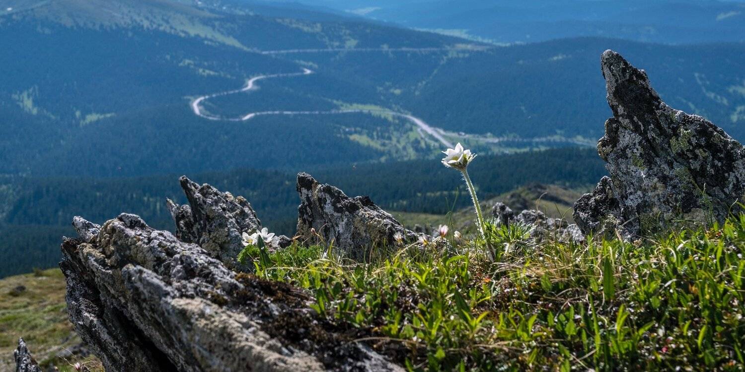 горы, сибирь, саяны, западный саян, ергаки, ник васильев, mountains, siberia, sayan, ergaki, скалы, гора тушкончик, цветок,, Николай Васильев