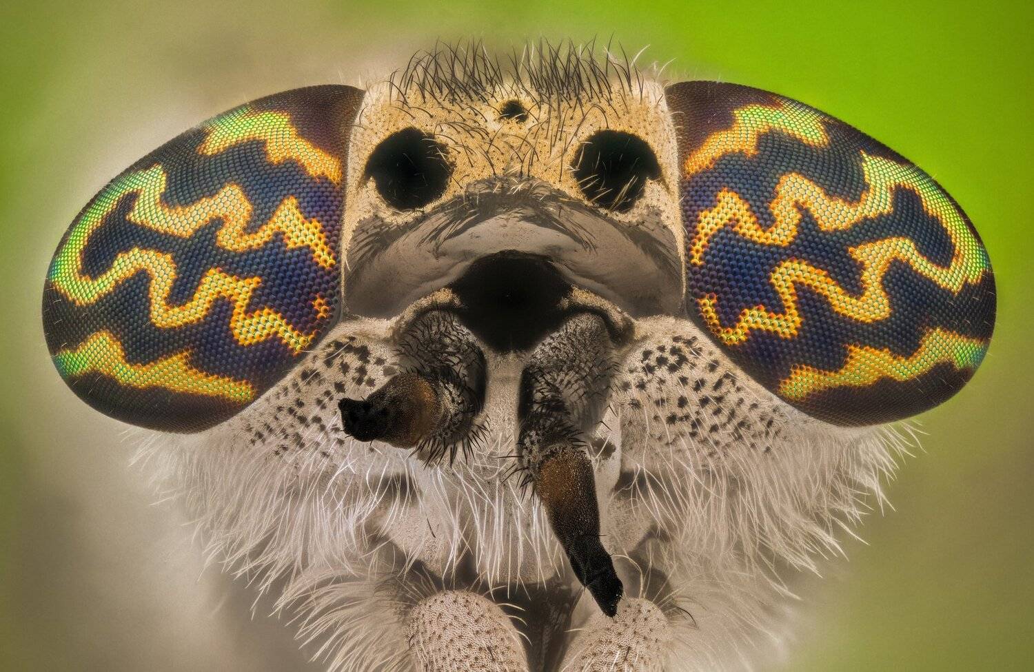 ceclii, macro, extrememacro, nikon d3400, semiplan 6.3, Tsvetan Ganev