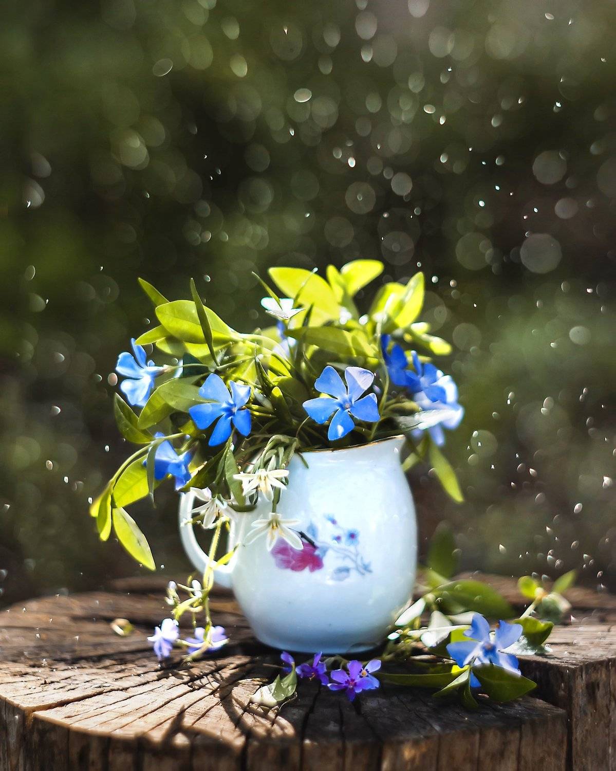 macro bokeh flowers amazing beautiful, Анастасия Колесникова