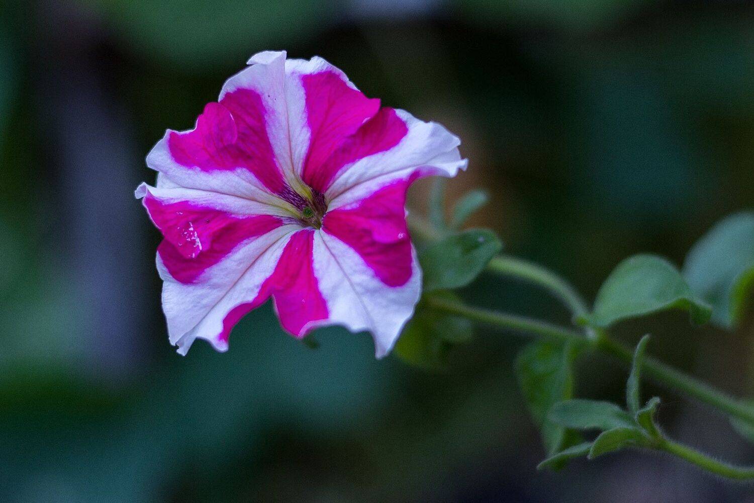 Umbrella, Александр