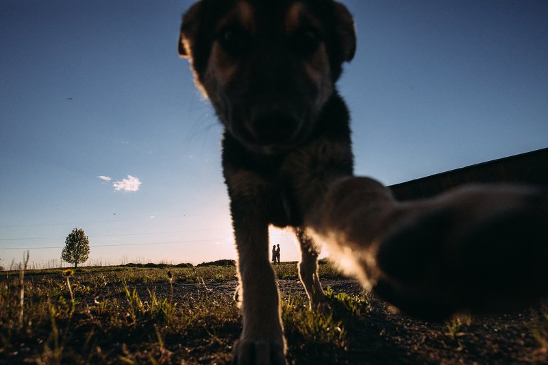 ильярихтер, рихтер, lovestory, canon6d, собака, семья Случайность фото превью