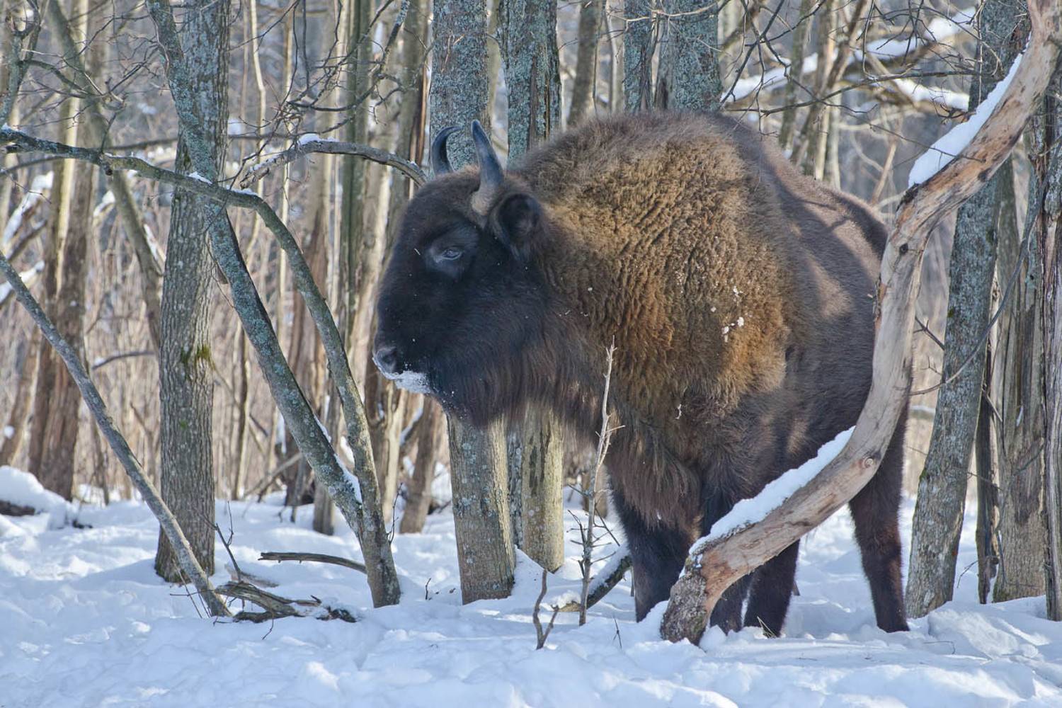 зубр, калужские засеки, Михаил Агеев