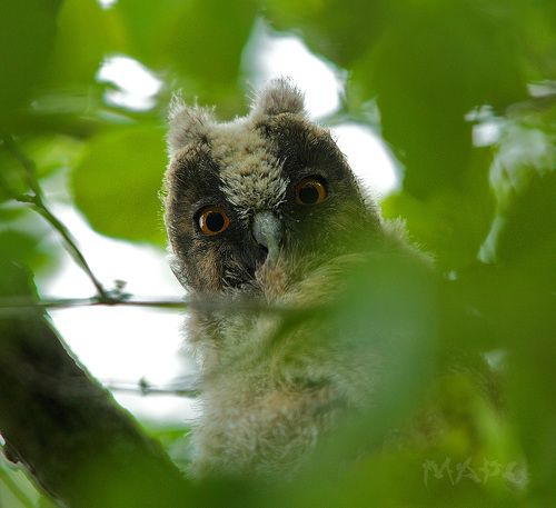 Портрет в листве