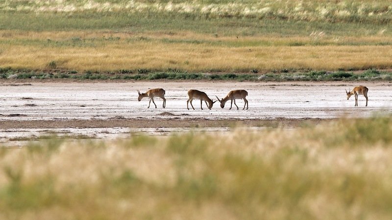 сайгаки и другие аборигены Калмыцкой степи фото превью