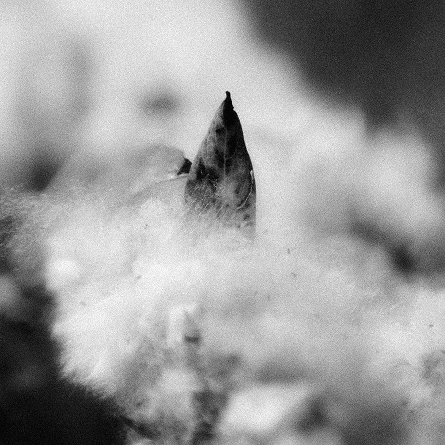 , Иван Манкевич