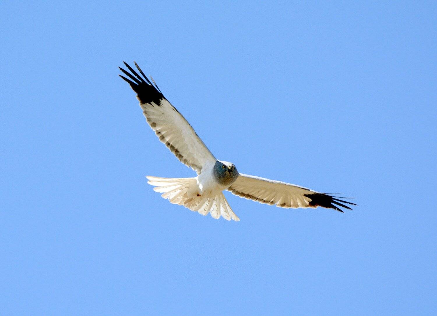 , Михаил Белоусов