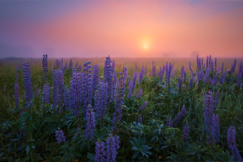 люпины, цветы, рассвет, туман Люпиновые зарисовки фото превью