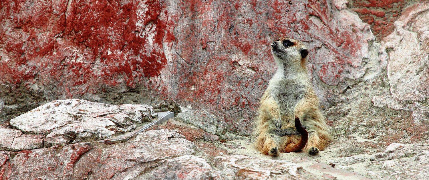 животное, животные, суриката, сурикаты, портрет, мангустовые, animals, portrait, herpestidae, viverridae, Дмитрий Салтыков