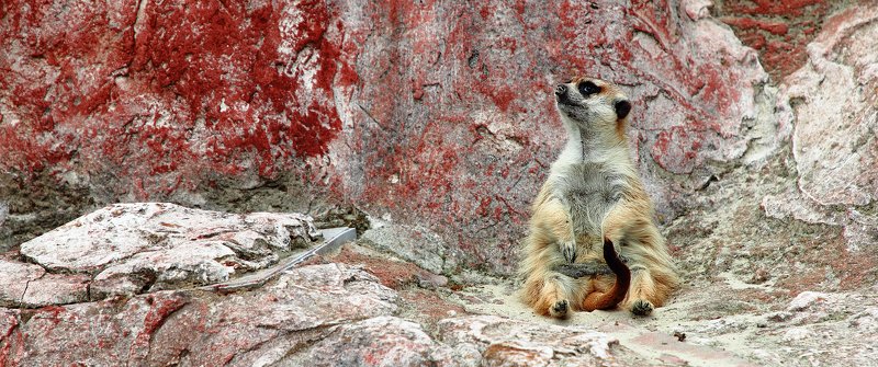 животное, животные, суриката, сурикаты, портрет, мангустовые, animals, portrait, herpestidae, viverridae Я на солнышке сижу... Всё гляжу и гляжу... фото превью
