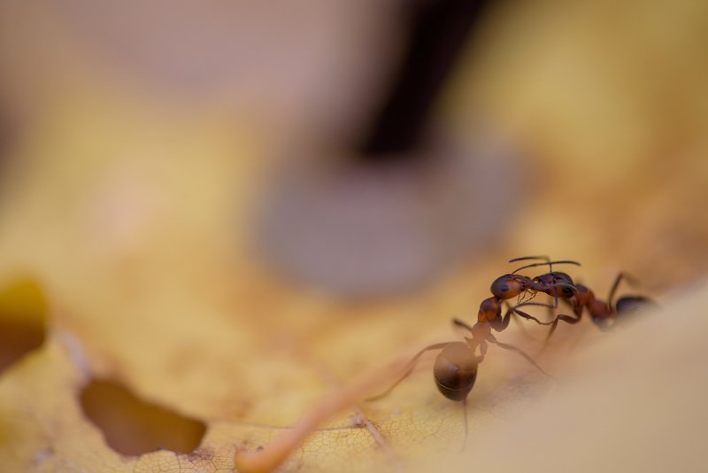 осенний поцелуй фото превью