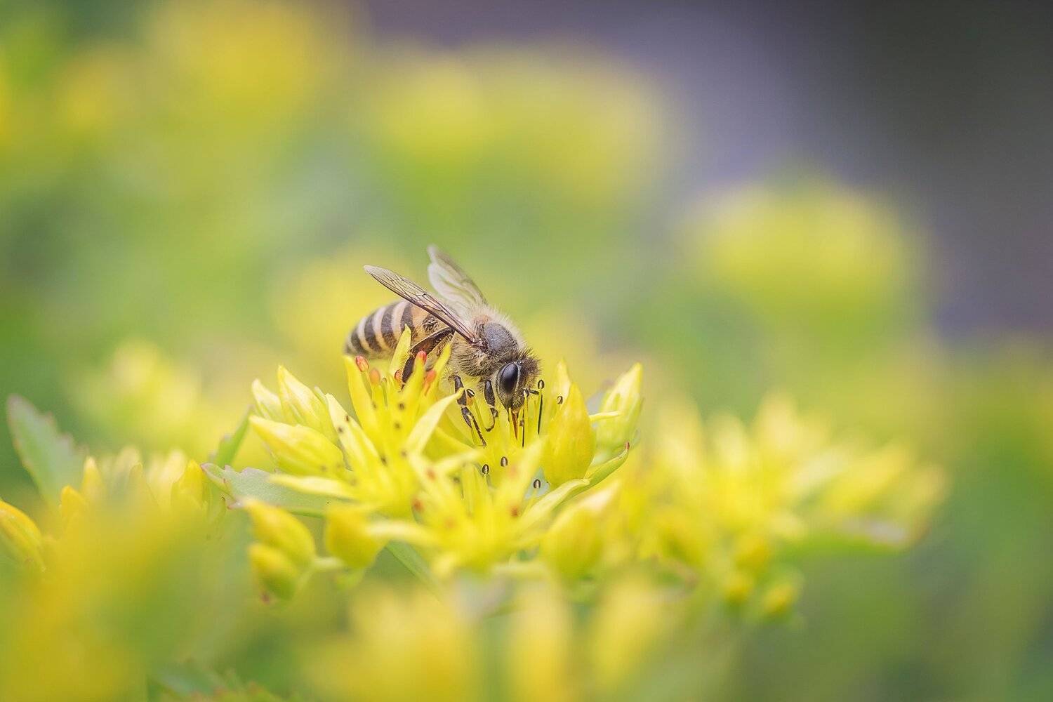 , Шинкарева Елена