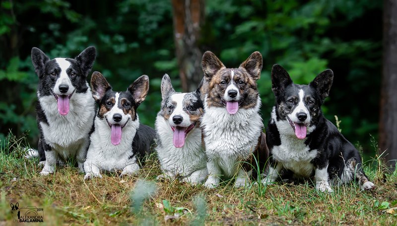 собака, корги, вельш корги кардиган Моя банда!) фото превью