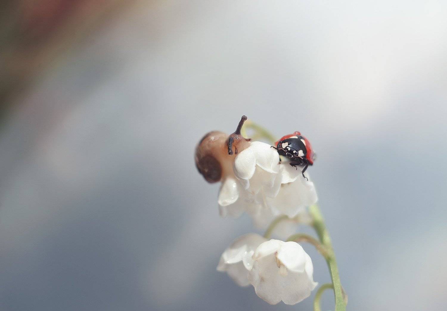 , Тарасова Ольга