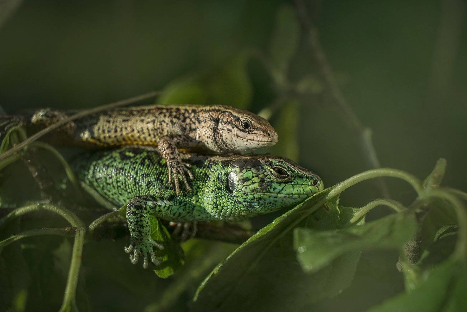 , Тарасова Ольга