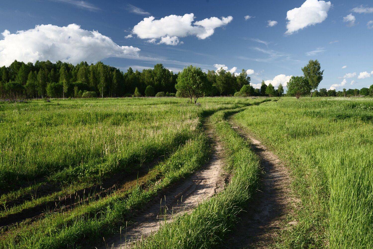 дорога, поле, Алексей Егоров