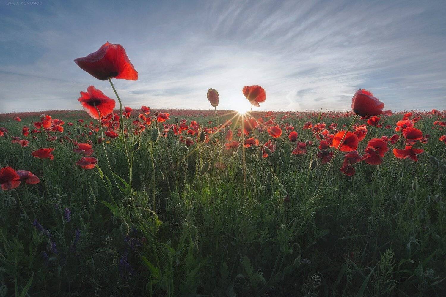 , Антон Кононов