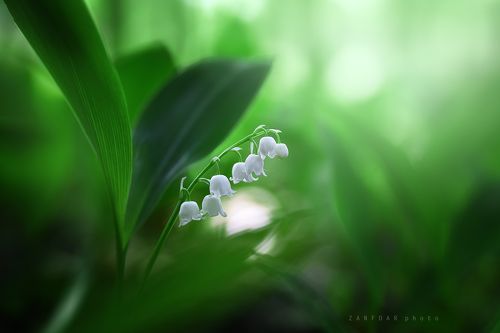 Ландыш - Convallaria majalis