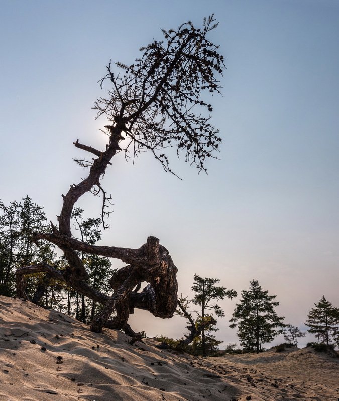озеро, байкал, сибирь, лиственница, дерево, сарайский залив, ольхон, ник васильев, камасутра Камасутра по Ольхонски. фото превью