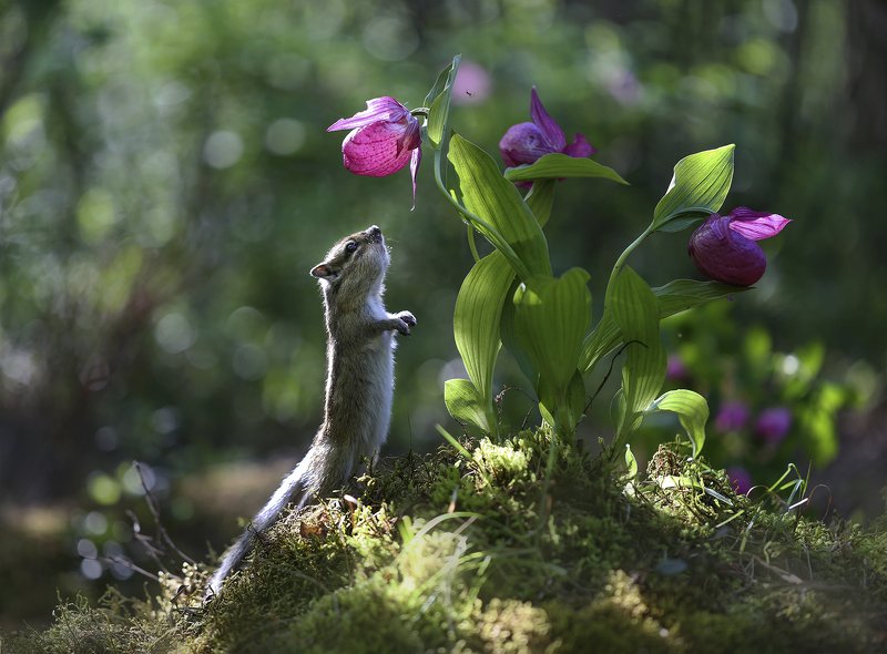 якутия, алданский_район, бурундук, башмачок, башмачок_крупноцветковый, венерин_башмачок, шашечница, бабочка Про башмачки фото превью
