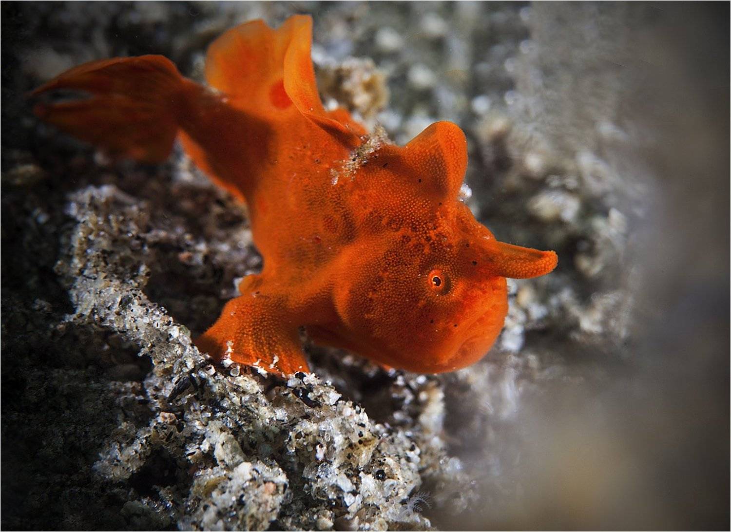 филиппины, фрог, малек, макро, Сергей Гаспарян