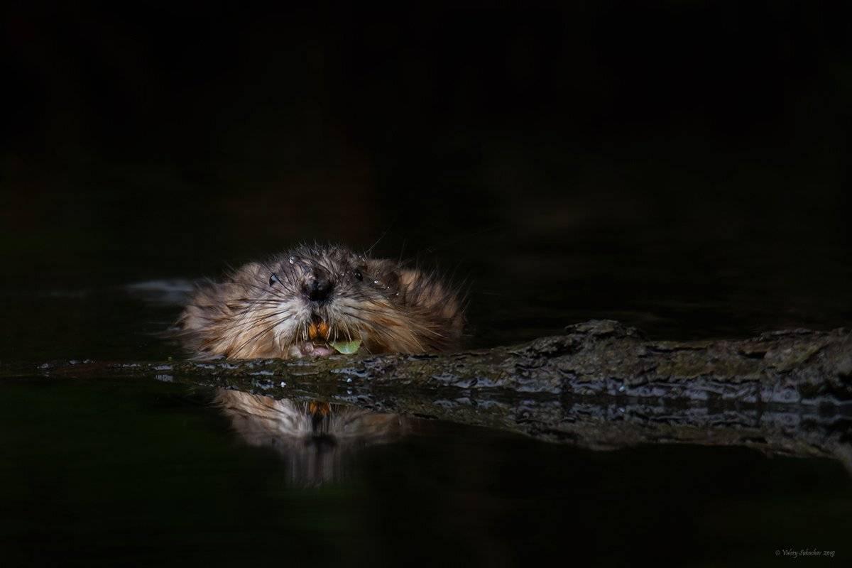 , Валерий Субачев