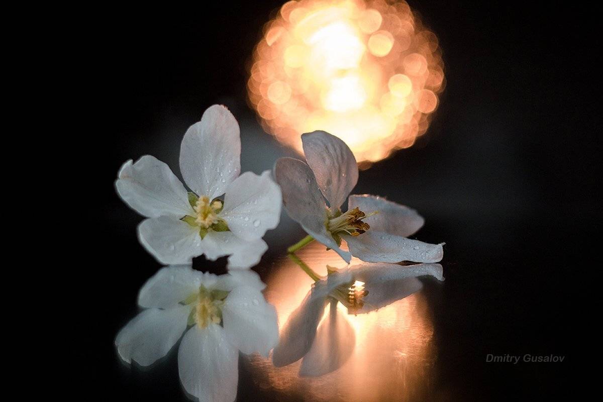 макро, природа, весна, макросъёмка, макрофотография, растение, цветы, жизнь, макромир, Дмитрий Гусалов