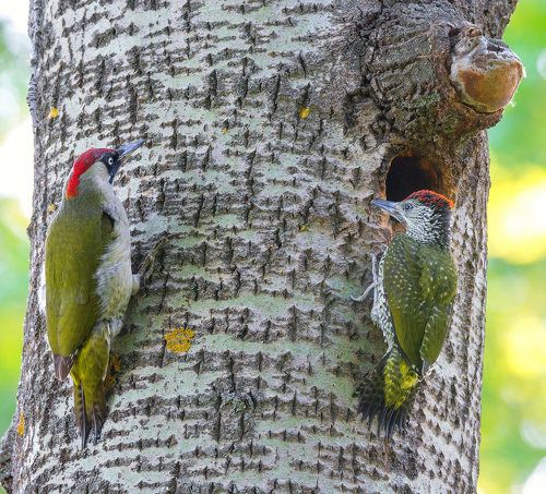 Поколение Next