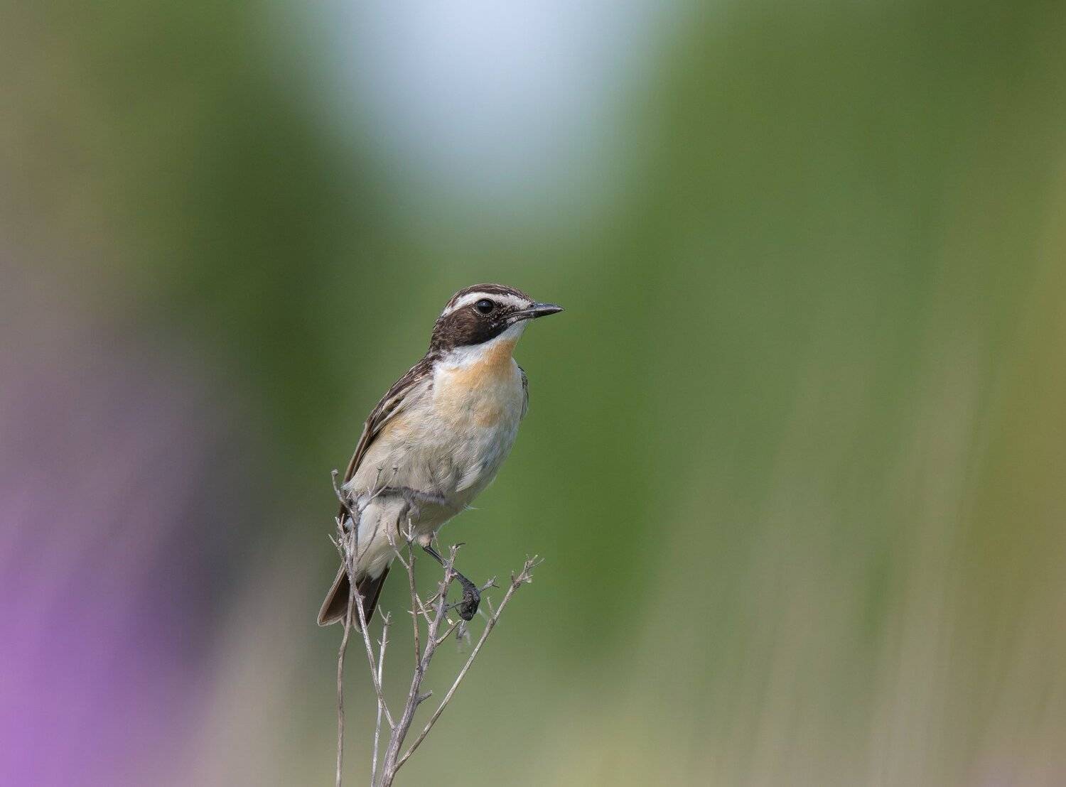 птицы,природа,лето, Андрей Киселёв