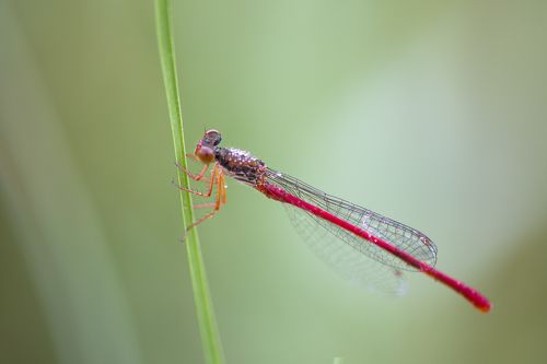 Dragonfly