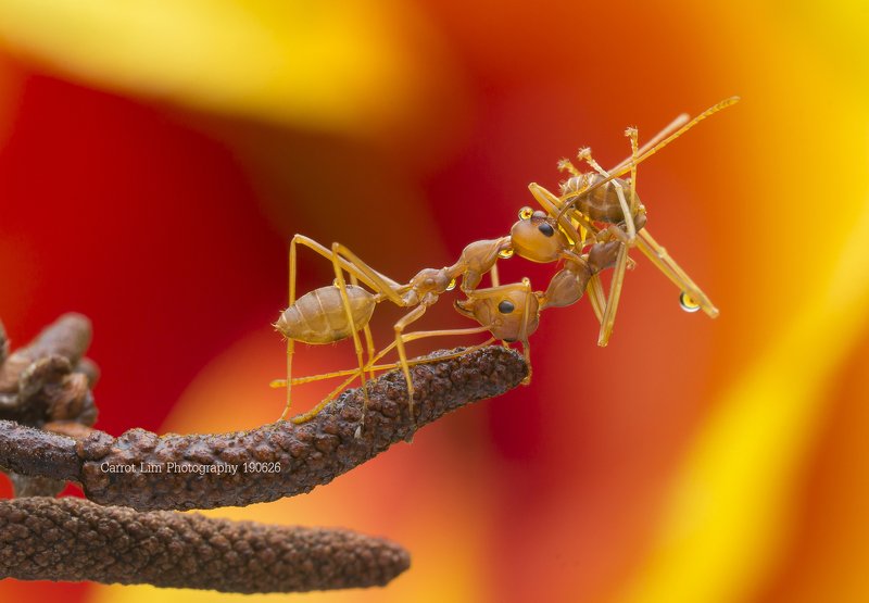 #ant#fighting#colors#waterbubble#reflection Ant Fighting фото превью