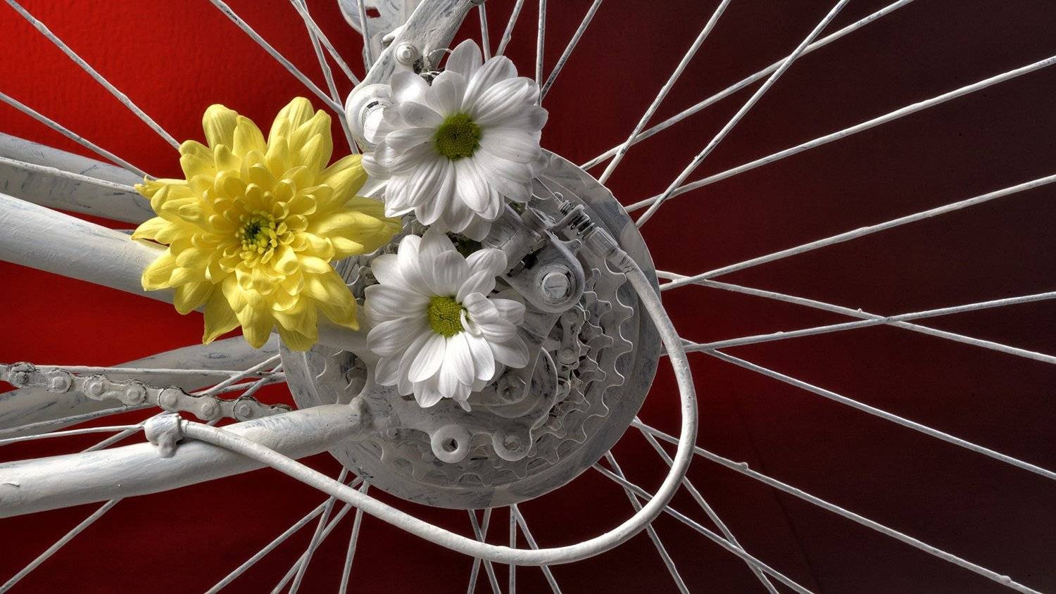 цветы, Владимир Кураков