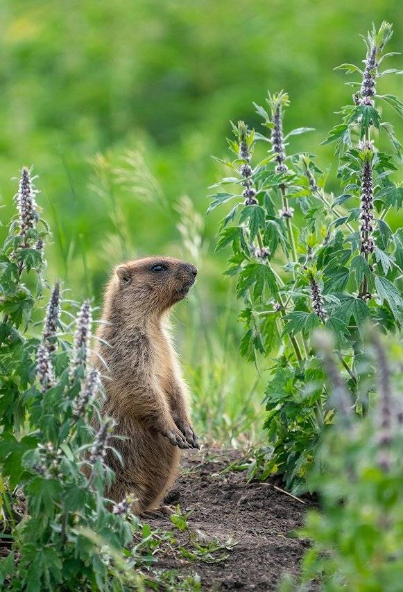 , Константин Дэм