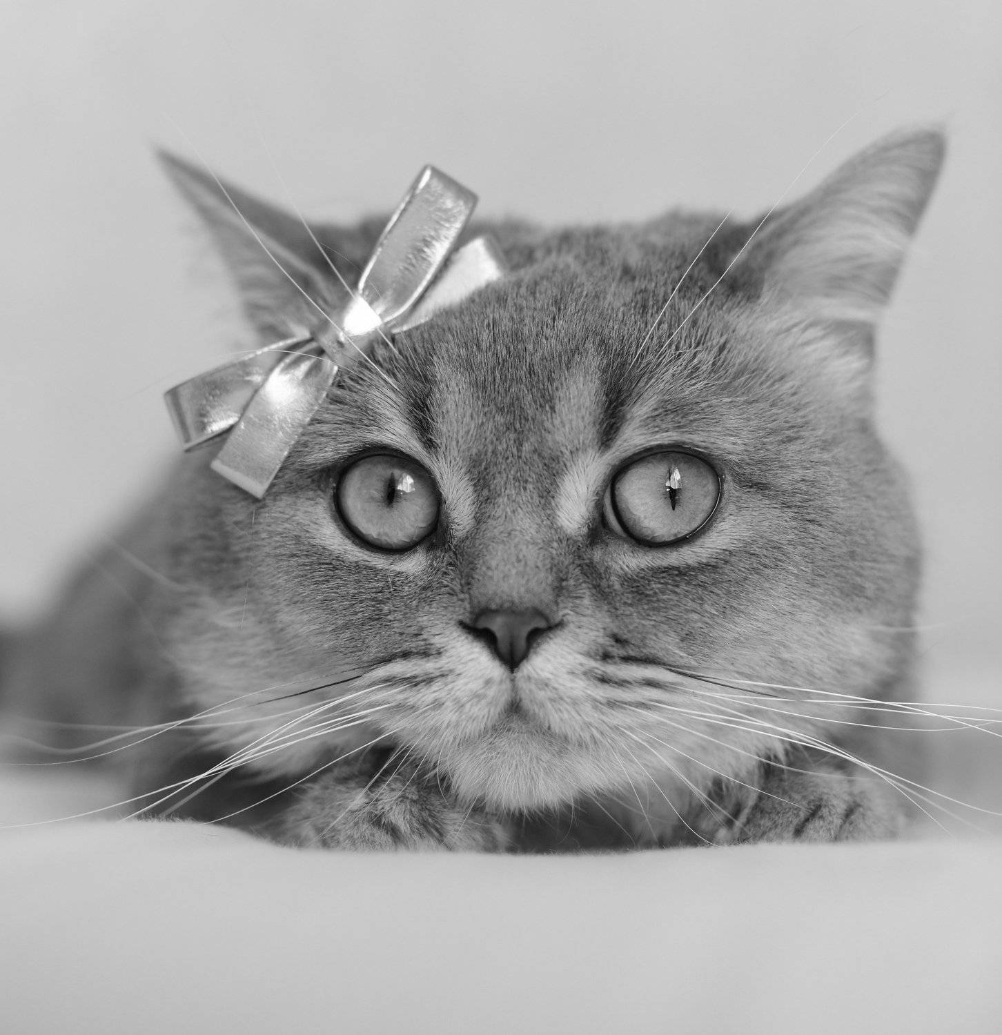 , Божена Пучко