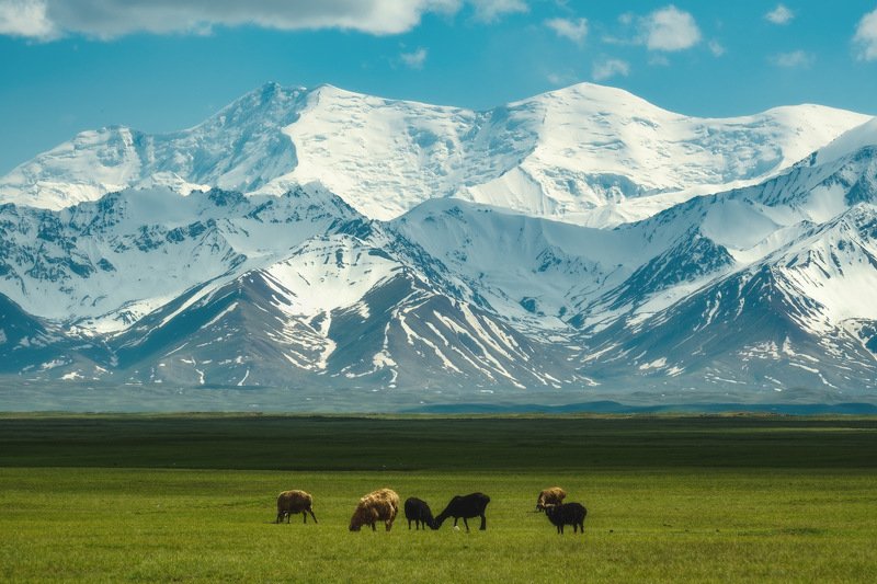 киргизия, кыргызстан, азия, горы, луг, скалы, пейзаж, лето, ущелье, джайлоо, пастбище, река, рассвет, овца, отара Простор фото превью